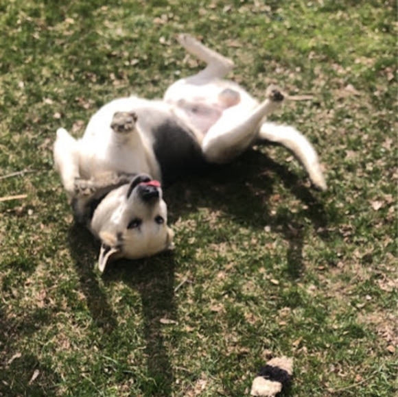 Meet your Posher, Olivia - Picture 1 of 1